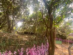 -凤岗南门山森林公园