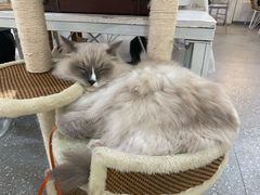 -共舞时光猫咖·狗咖(新街口店)