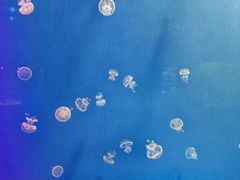 -福州罗源湾海洋世界旅游区