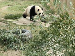 -上海野生动物园