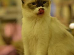 -猫色咖啡·猫咖