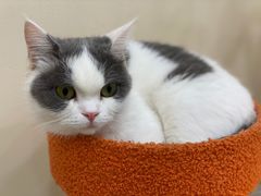 -猫力发电所·宠物专门店