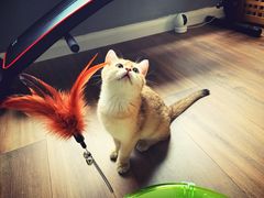 -猫大福·Fortune Cat猫舍(百子湾店)