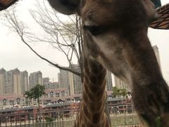 -灵玲国际马戏城