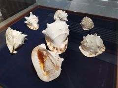 -青岛贝壳博物馆