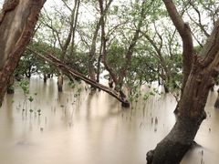 -宝安西湾红树林湿地公园