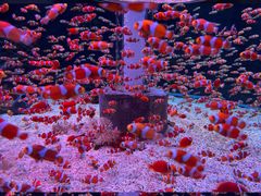 -海合安成都极地海洋公园