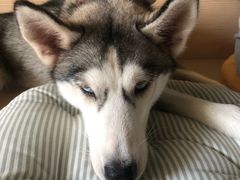 -Husky Go! 哈士奇体验馆·宠物咖啡厅狗咖