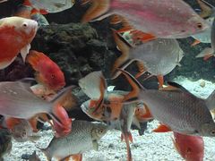 -太平洋海底世界