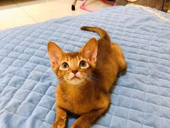 -猫十亿·布偶金渐层·曼基康矮脚猫舍(青年路店)