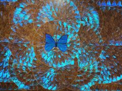 -上海昆虫博物馆