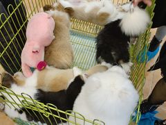 -Let's go狗咖·猫咖·奶狗·桌游(春熙路IFS店)