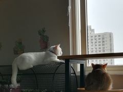 -东方名猫馆·英短金渐层布偶猫舍(环线广场1号楼店)