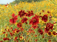 花海-北纬44度·金珠花海休闲农业旅游景区