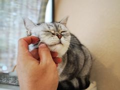 -猫友咖啡店(玉林西路店)