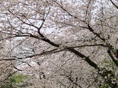 -武汉大学-樱园