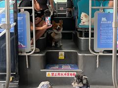 -帕帕拉兹宠物(亚洲旗舰店)