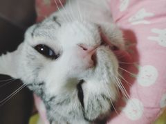 -瑞派康怡24h宠物医院·犬猫医疗中心·微创绝育(瑞景分院)