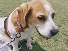 -春花秋色城市公园