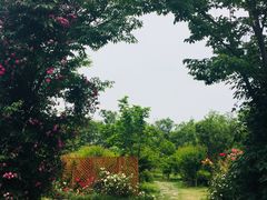 -鹅湖玫瑰文化园