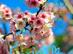 -顾村公园