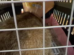 -伟伟宠物医院·CT影像中心·瑞派犬猫综合性门诊(汉口总院)