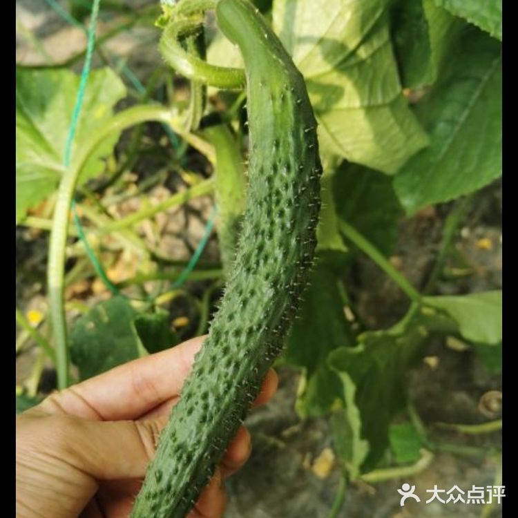 纯天然绿色~夏日带娃一起摘水果啦!