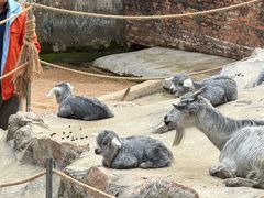 -深圳野生动物园