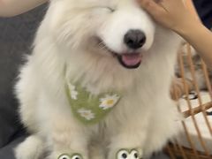 -星多哈·狗咖·拼豆·咖啡