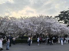 -武汉大学-樱园