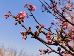 -天适樱花悠乐园