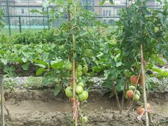 -上海崇明金茂凯悦酒店