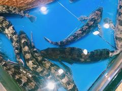 -山东八大碗山东老字号