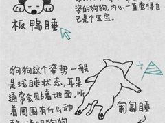 -美联众合动物医院·24h转诊中心