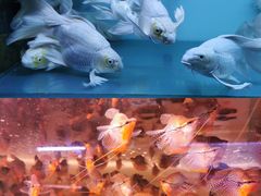 -华声天桥民俗文化园