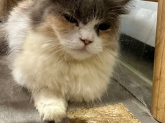 -楼上猫咖(罗湖店)