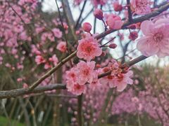 -重庆彩云湖湿地公园
