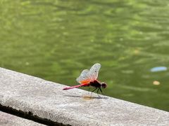 -秦岭终南山世界地质公园翠华山景区