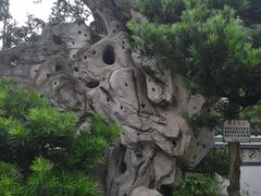 -老幺泉水鸡