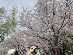 -西北湖绿化广场