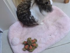 -宠物兔专门店(天丰利市场店)