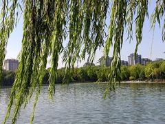 -青枫公园