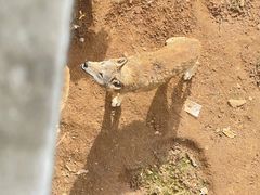 -合肥野生动物园