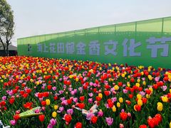 -杭州湾海上花田景区