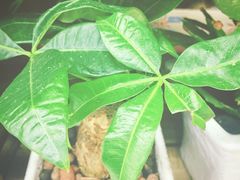 -聚盛源蒸汽海鲜火锅烤肉自助(巨川金海岸购物广场店)