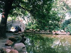 -金花茶公园