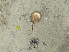 -北海金海湾红树林生态旅游区