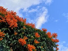 -深圳仙湖植物园