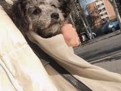 -FAELING PETS美天灵宠物(富力广场店)