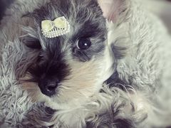 -宠福鑫动物医院(立水桥分院)